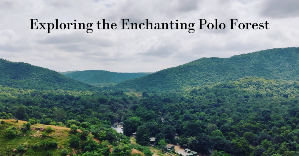 Exploring the Enchanting Polo Forest