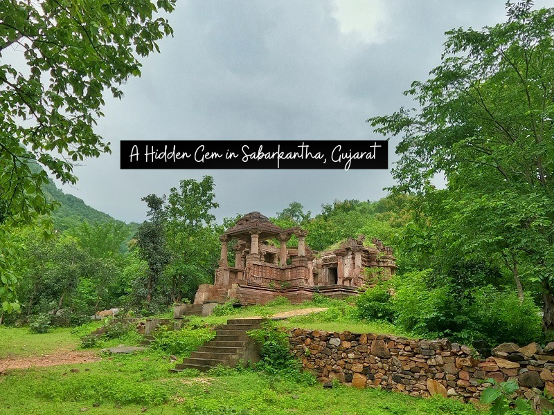 Exploring the Enchanting Polo Forest